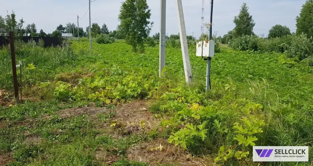 Уничтожение борщевика на участке
