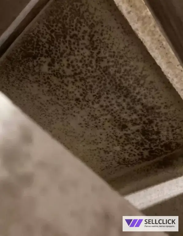 Дезинфекция. Тараканы, клопы,клещи, грызуны