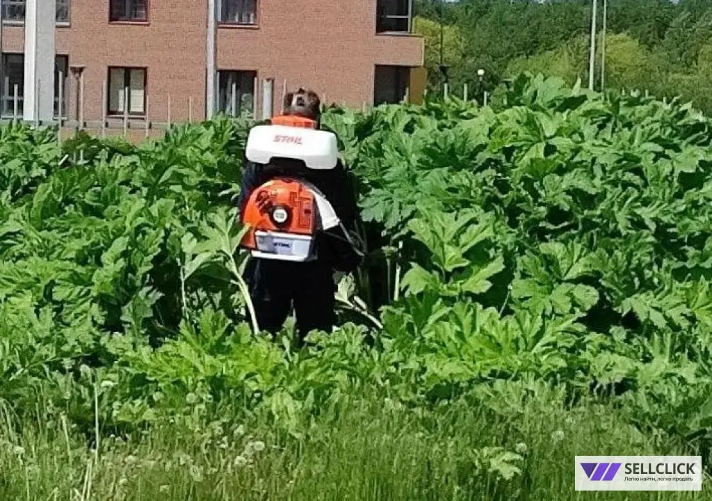 Уничтожение борщевика на участке