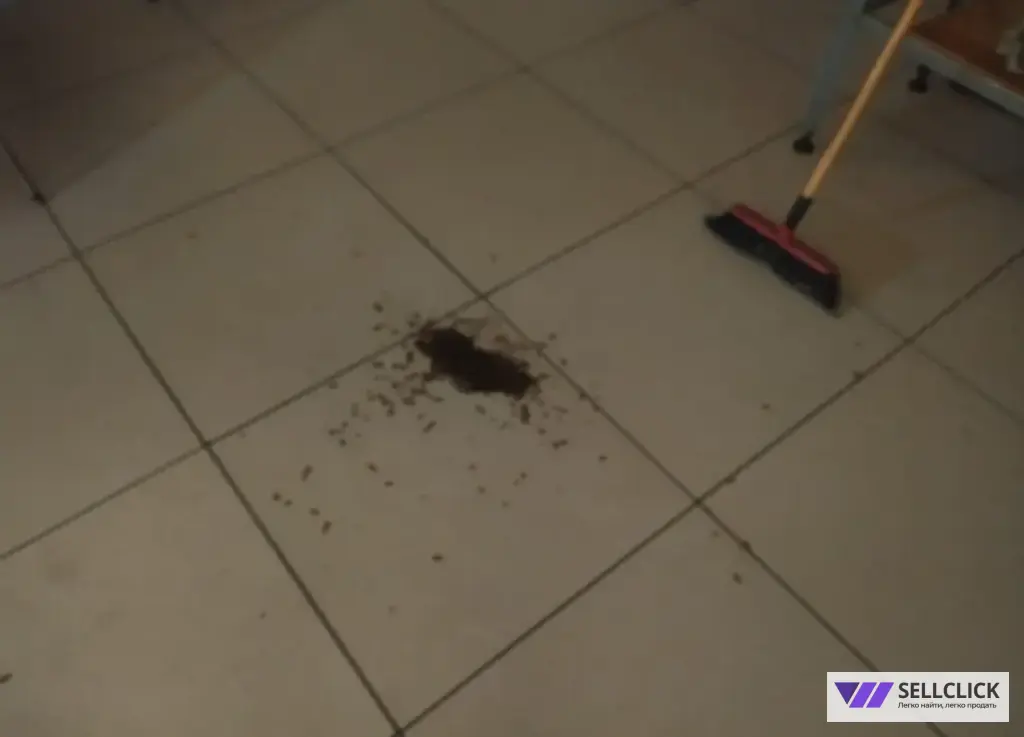 Дезинфекция. Тараканы, клопы,клещи, грызуны