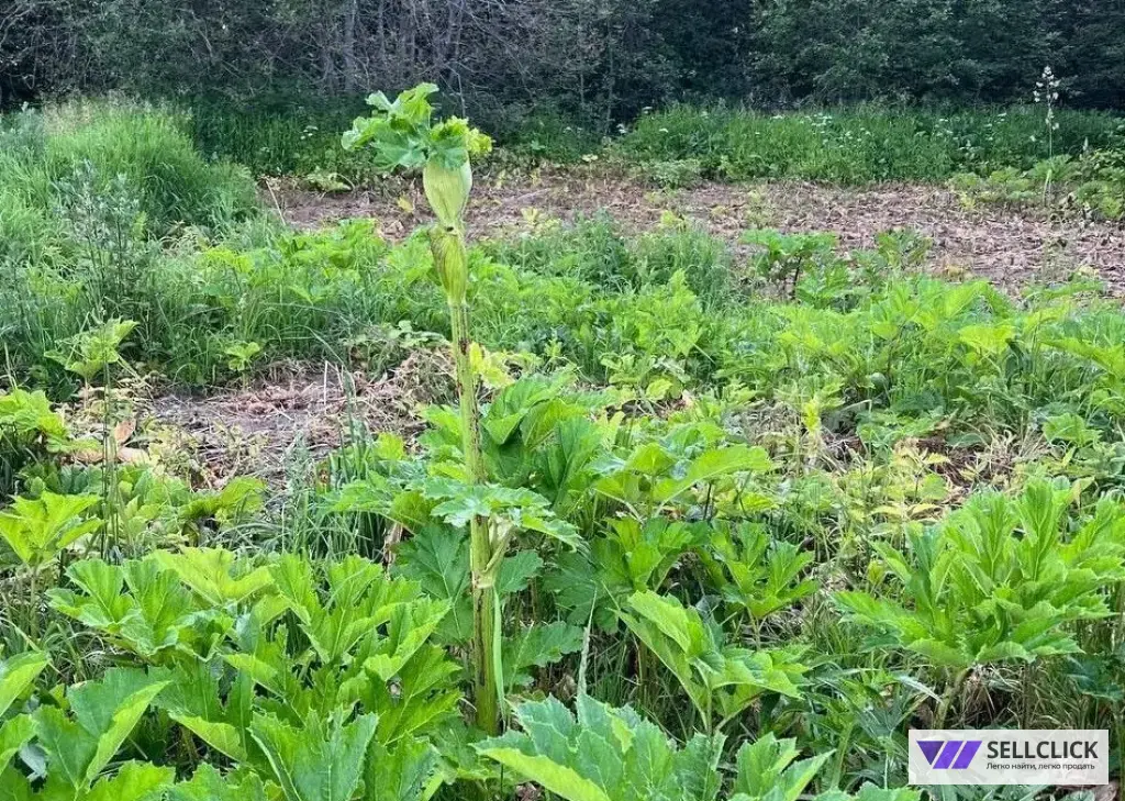 Уничтожение борщевика на участке
