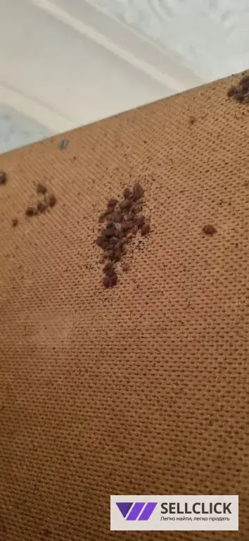 Дезинфекция. Тараканы, клопы,клещи, грызуны