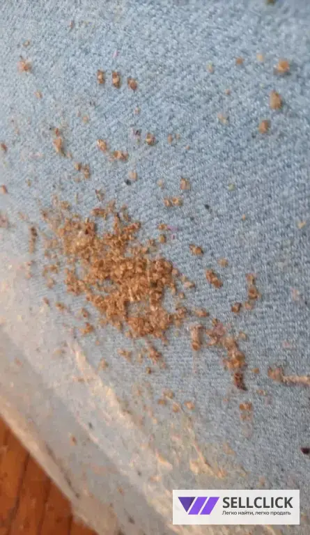 Дезинфекция. Тараканы, клопы,клещи, грызуны