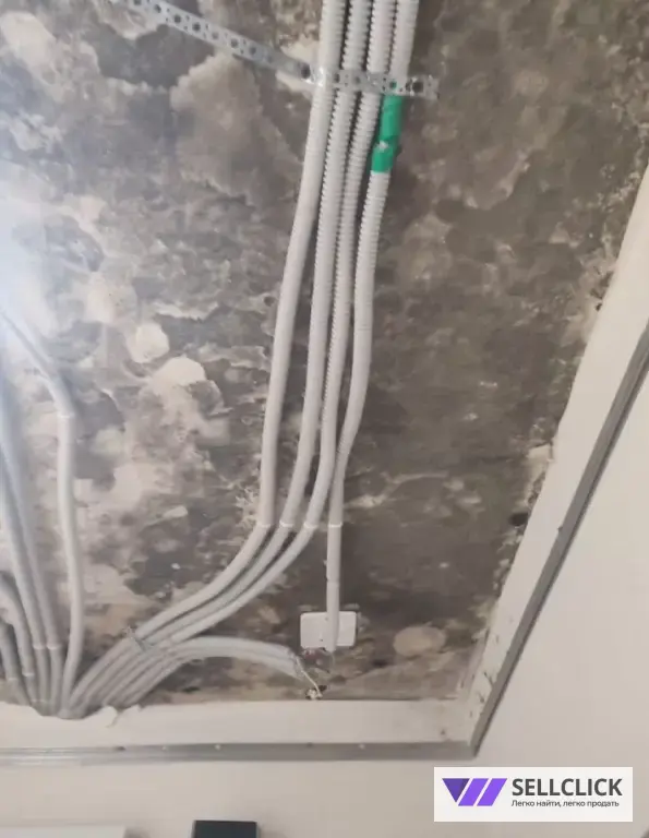 Дезинфекция. Тараканы, клопы,клещи, грызуны