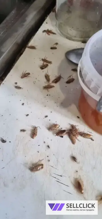 Дезинфекция. Тараканы, клопы,клещи, грызуны