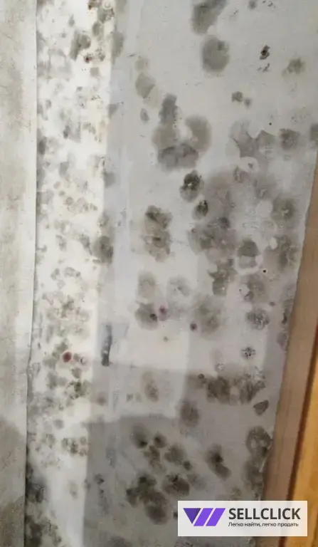 Дезинфекция. Тараканы, клопы,клещи, грызуны