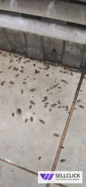 Дезинфекция. Тараканы, клопы,клещи, грызуны