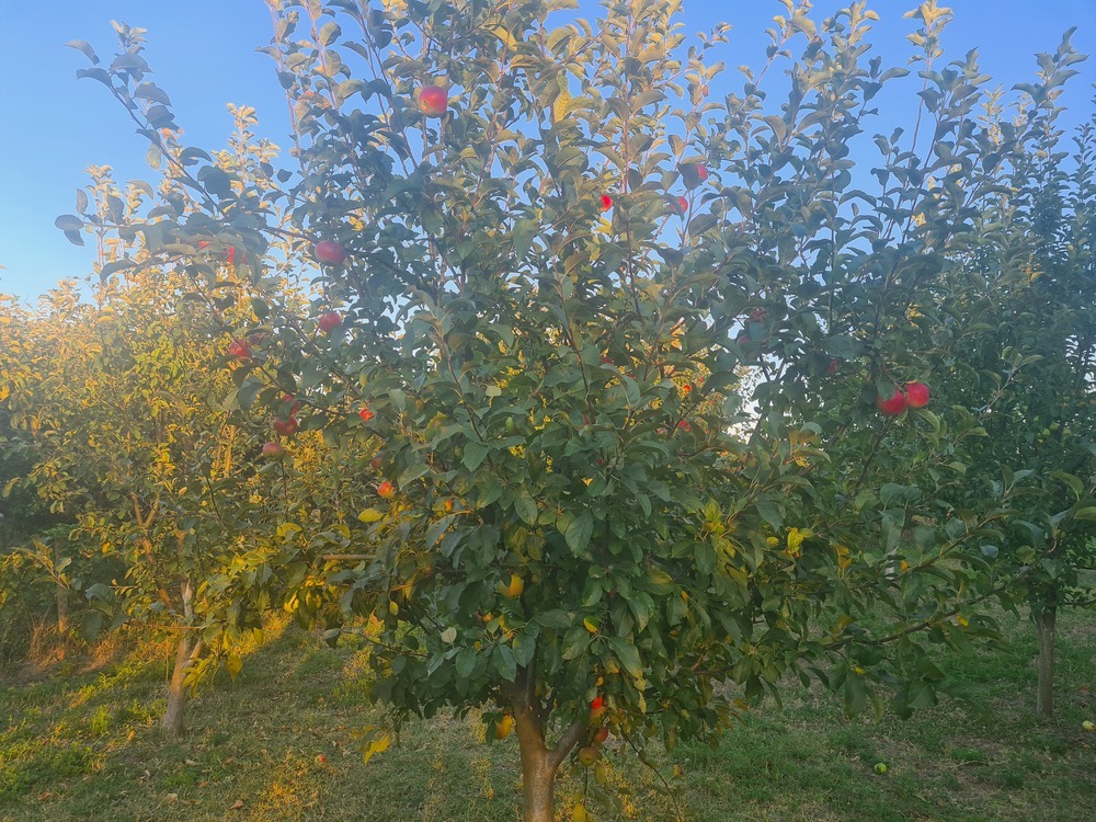 Участок 24 сот. (ЛПХ)