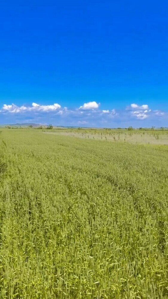 Участок 6 сот. (с/х)