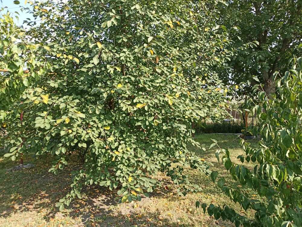 Дом 95 кв.м на участке 8 сот