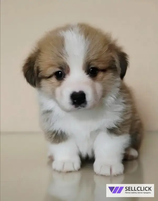 Вельш Корги Пемброк