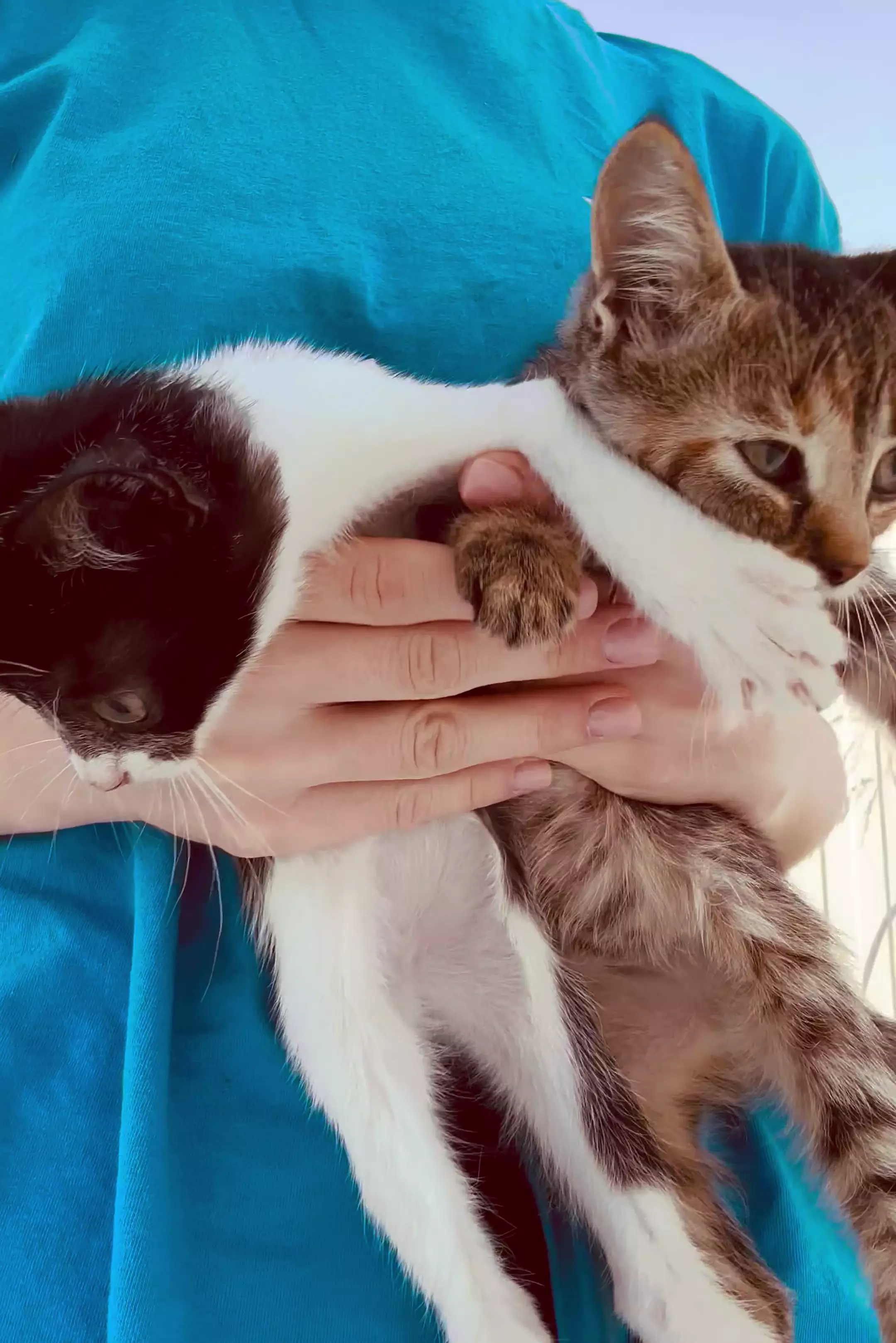 Котята в добрые руки