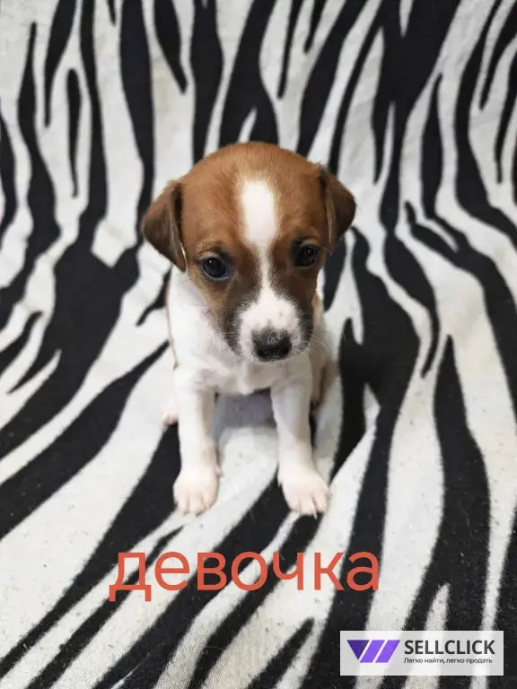Джек Рассел парсон терьер