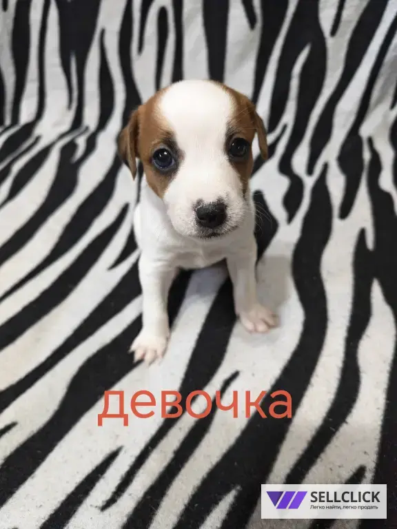 Джек Рассел парсон терьер