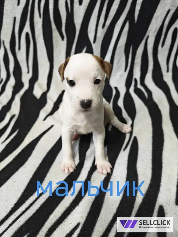 Джек Рассел парсон терьер