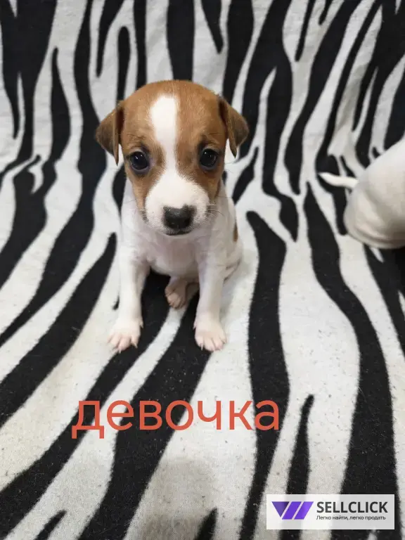 Джек Рассел парсон терьер