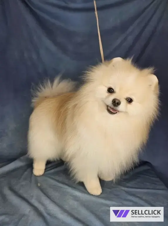 Мой грумер Стрижка собак и кошек груминг