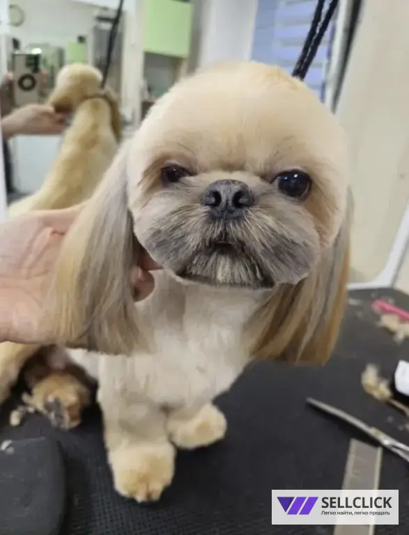 Мой грумер Стрижка собак и кошек груминг