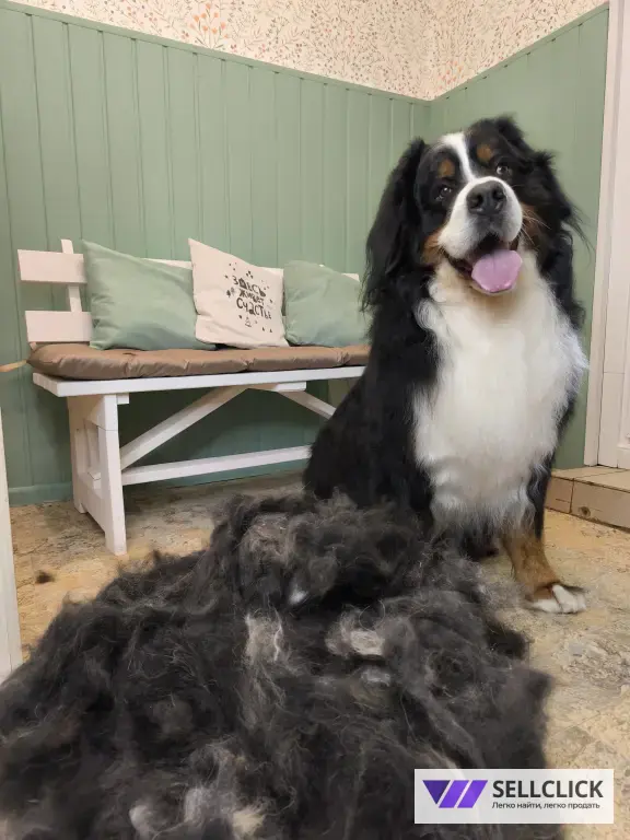 Мой грумер Стрижка собак и кошек груминг