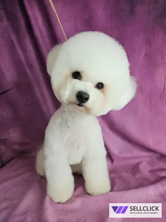 Мой грумер Стрижка собак и кошек груминг