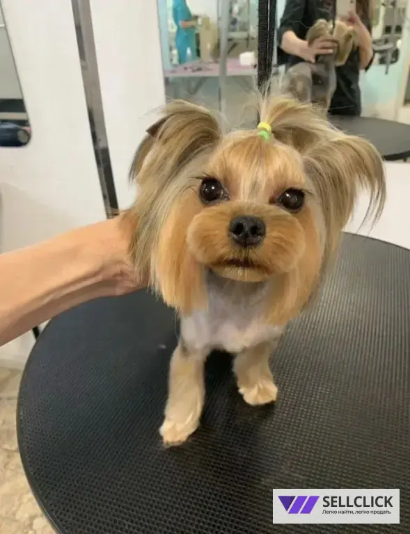 Мой грумер Стрижка собак и кошек груминг