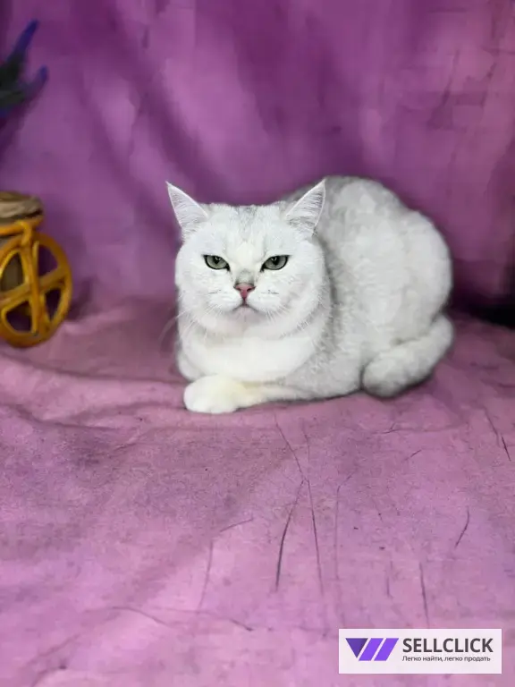 Мой грумер Стрижка собак и кошек груминг