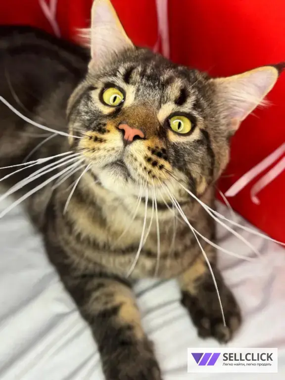 Мой грумер Стрижка собак и кошек груминг