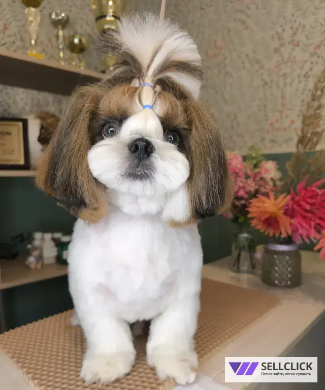 Мой грумер Стрижка собак и кошек груминг