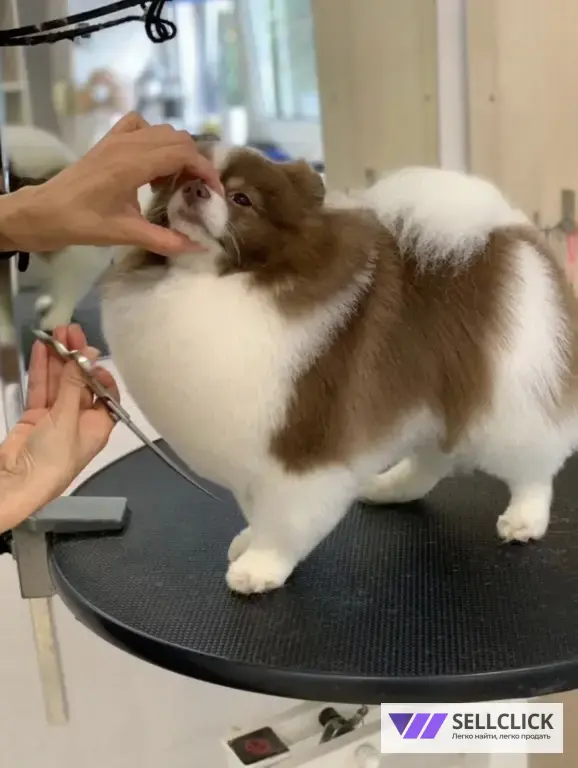 Мой грумер Стрижка собак и кошек груминг