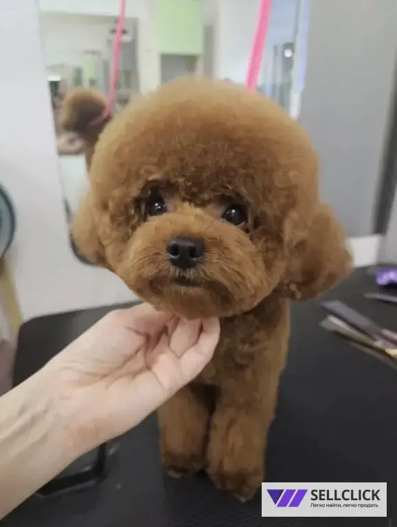 Мой грумер Стрижка собак и кошек груминг