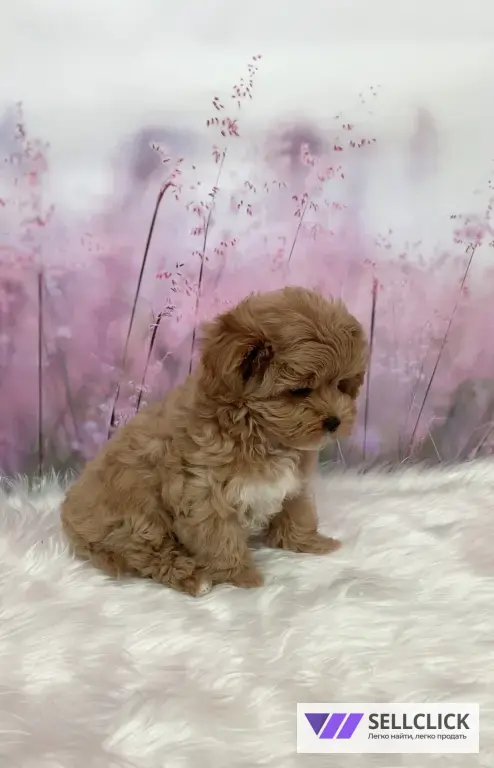 щенки Мальтипу F1