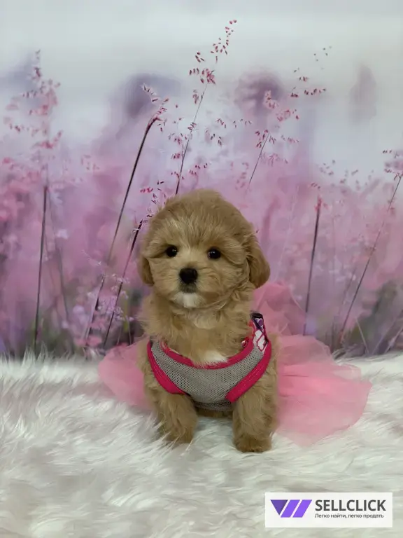 щенки Мальтипу F1