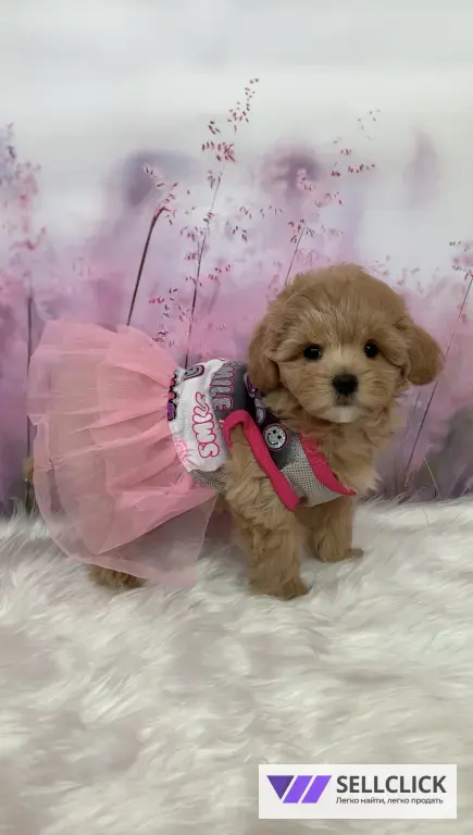 щенки Мальтипу F1