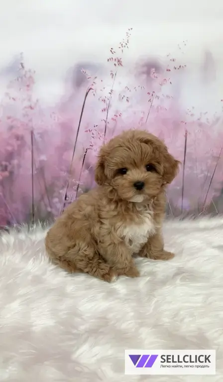 щенки Мальтипу F1