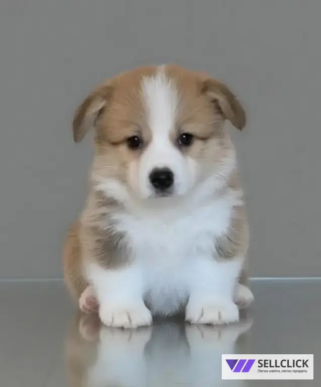 Вельш Корги Пемброк