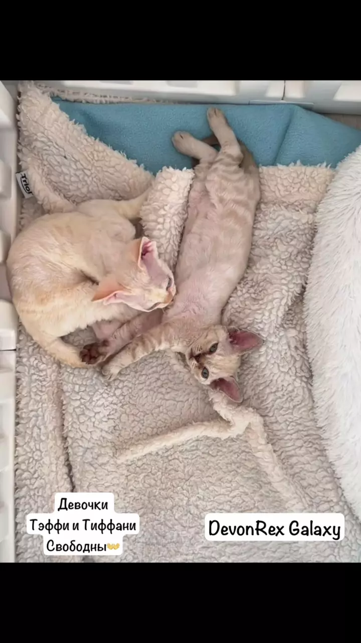 котята Девон Рекс