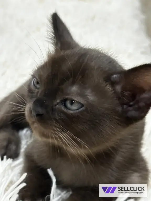 бурманские котята