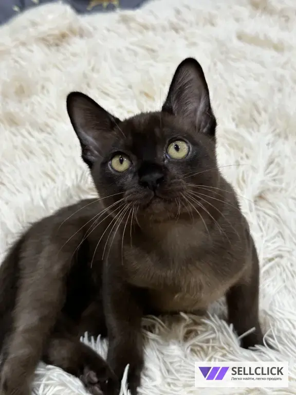бурманские котята