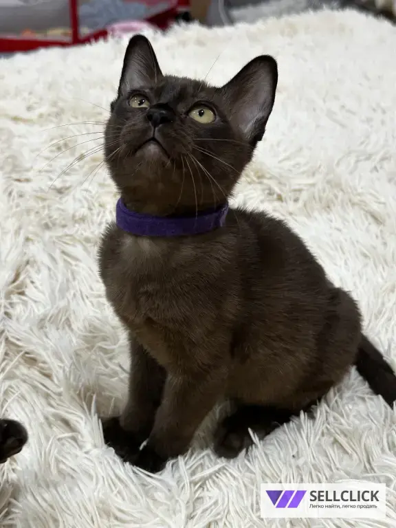 бурманские котята