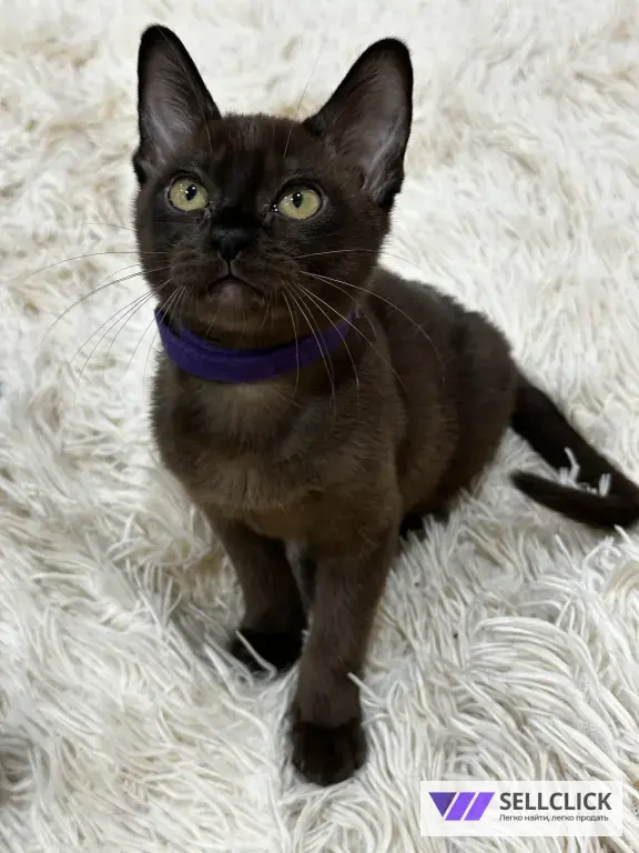 бурманские котята