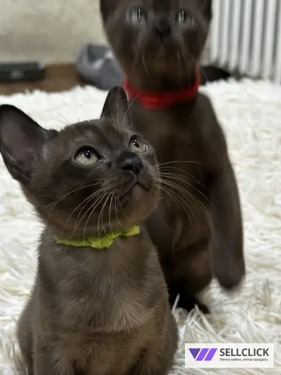 бурманские котята