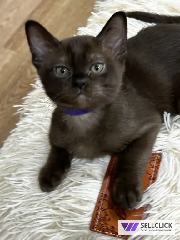 бурманские котята