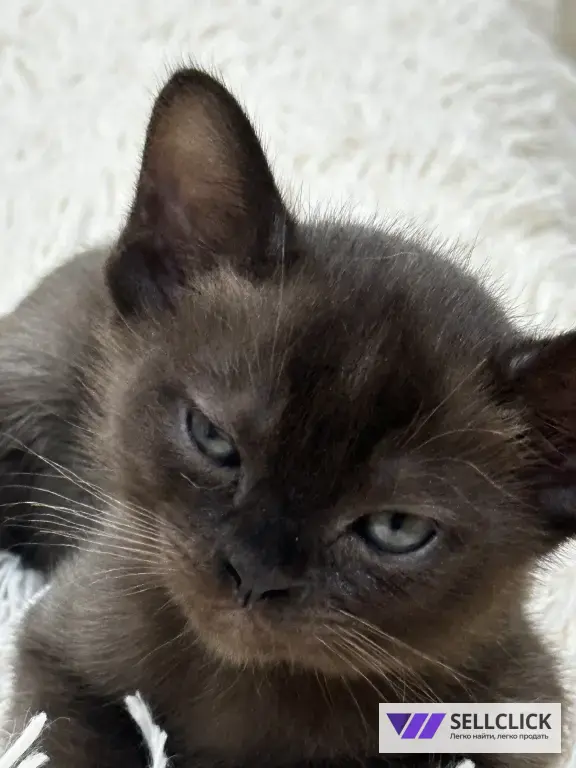 бурманские котята