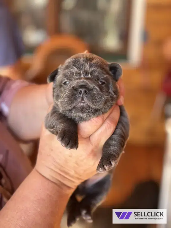 ✨ Эксклюзивные щенки French Bulldog Fluffy Флаффи✨
