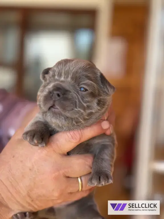 ✨ Эксклюзивные щенки French Bulldog Fluffy Флаффи✨