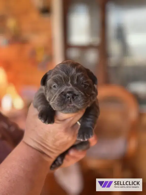 ✨ Эксклюзивные щенки French Bulldog Fluffy Флаффи✨
