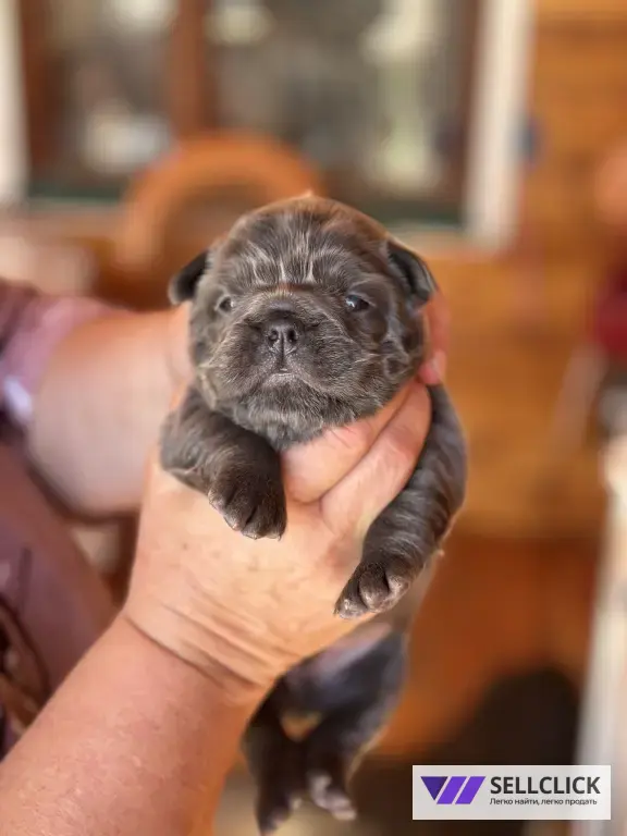 ✨ Эксклюзивные щенки French Bulldog Fluffy Флаффи✨
