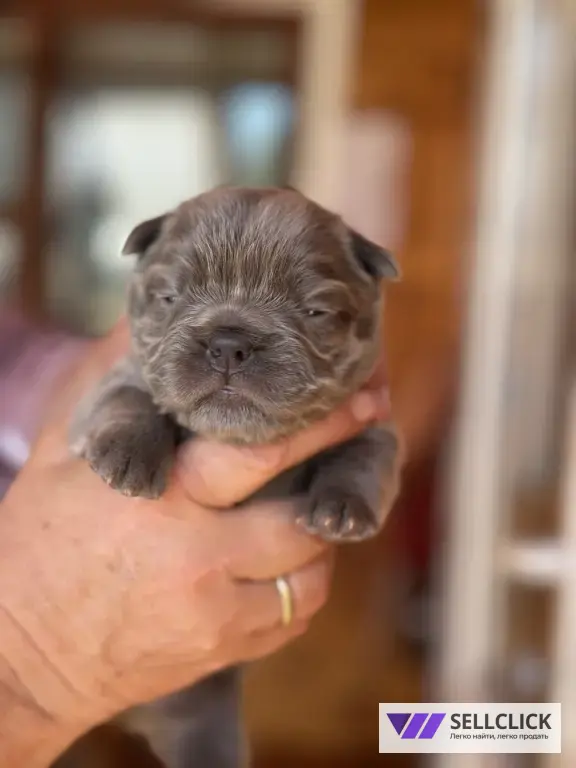 ✨ Эксклюзивные щенки French Bulldog Fluffy Флаффи✨