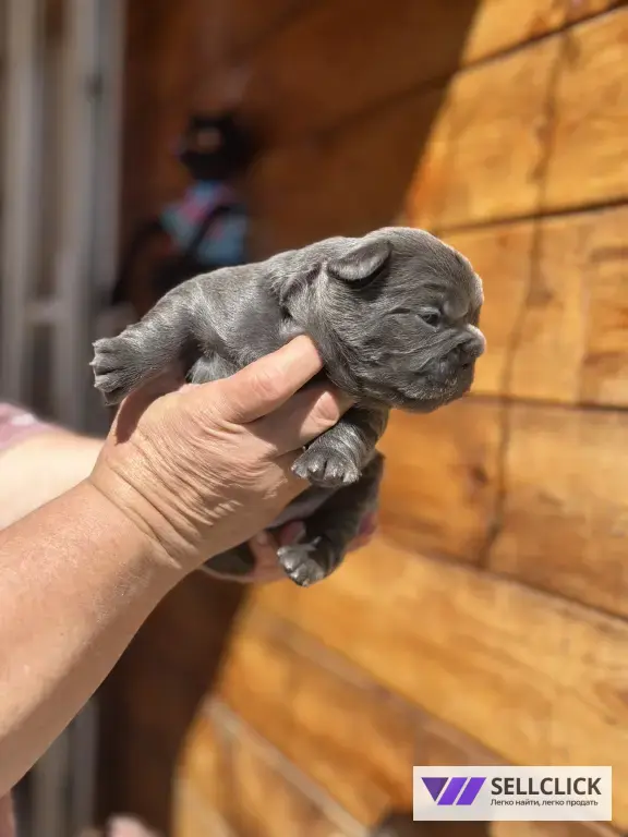 ✨ Эксклюзивные щенки French Bulldog Fluffy Флаффи✨