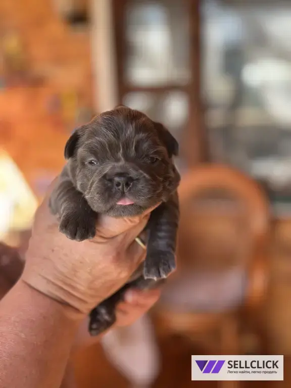 ✨ Эксклюзивные щенки French Bulldog Fluffy Флаффи✨